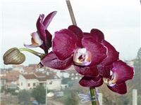 10122b3c-20150115 PHAL TAMNI.jpg